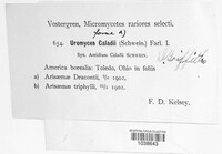 Image Associated With the Occurence